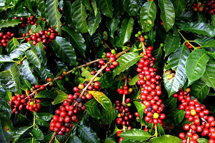 que voir kontum plantation cafeiere